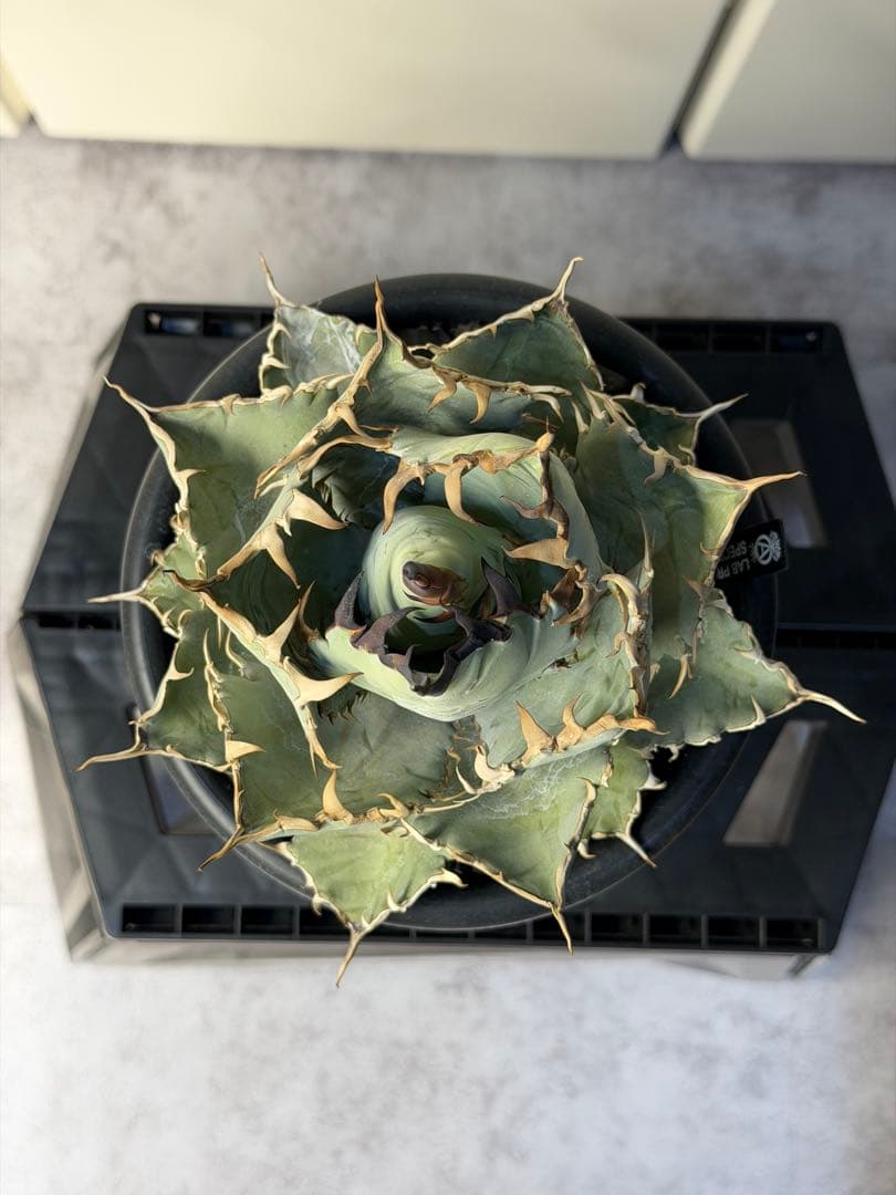 アガベ　チタノタブルー実生