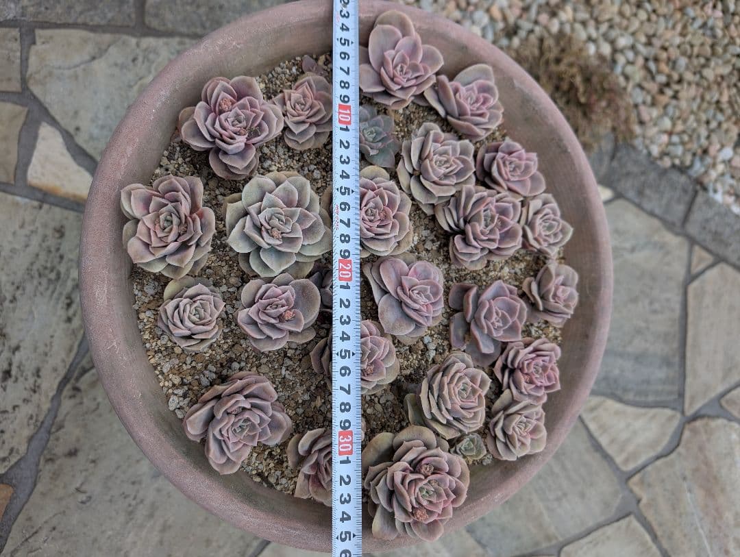 多肉植物　ピンクラブリーローズ