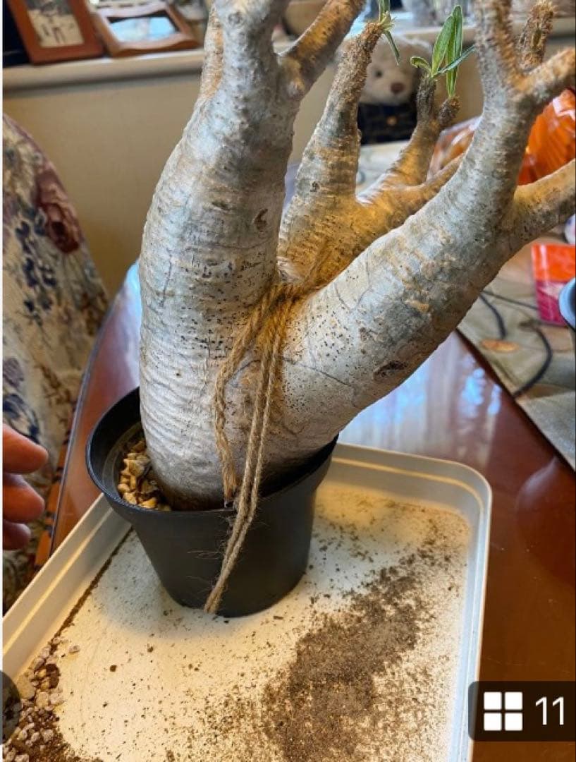 グラキリス多頭 美株 現地球