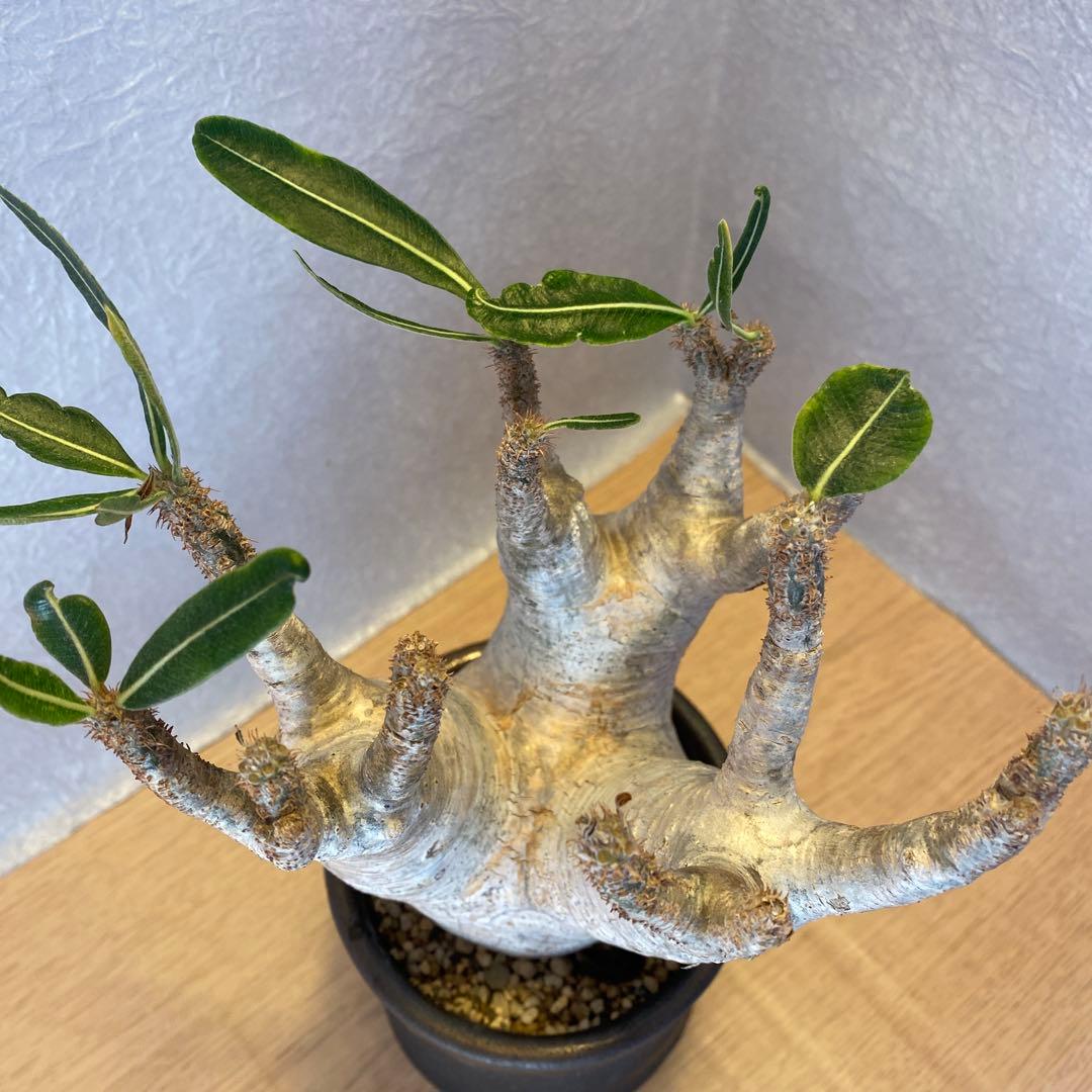 グラキリス多頭 美株 現地球