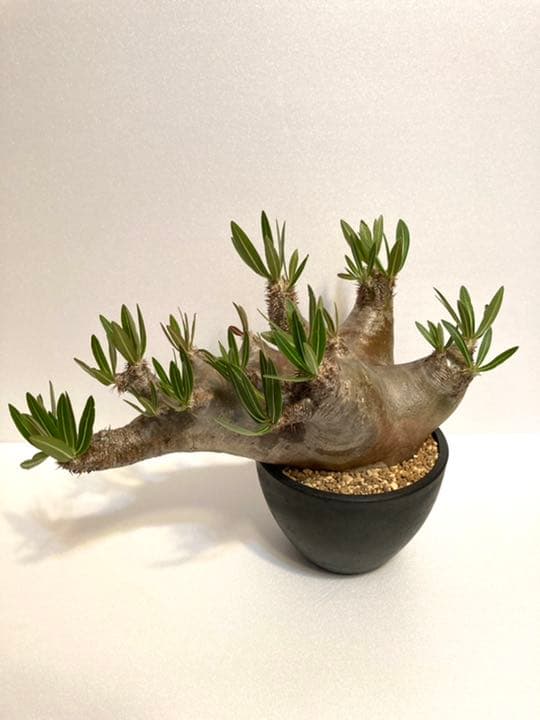 パキポディウム イノピナツム