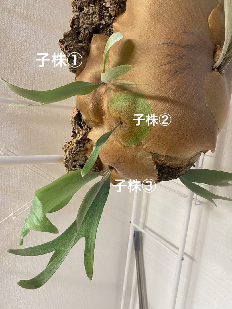 【親株販売】ビカクシダE-1 OC / P.bifur sp white/白ビフ