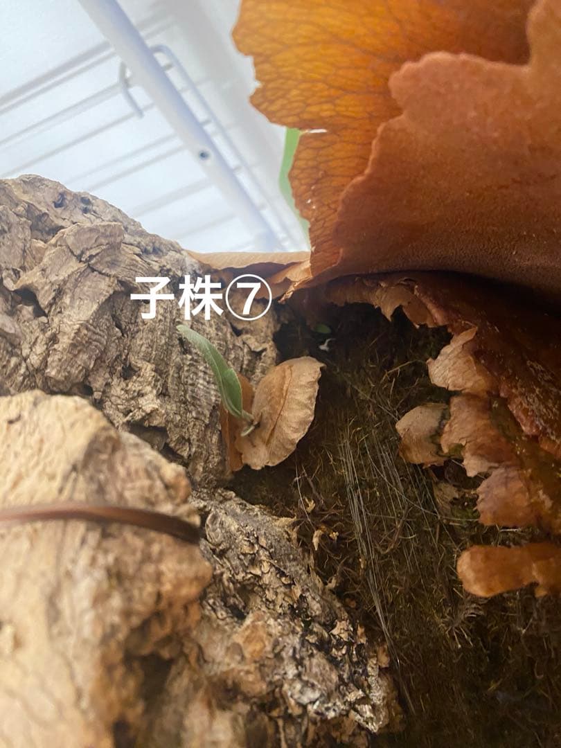【親株販売】ビカクシダE-1 OC / P.bifur sp white/白ビフ