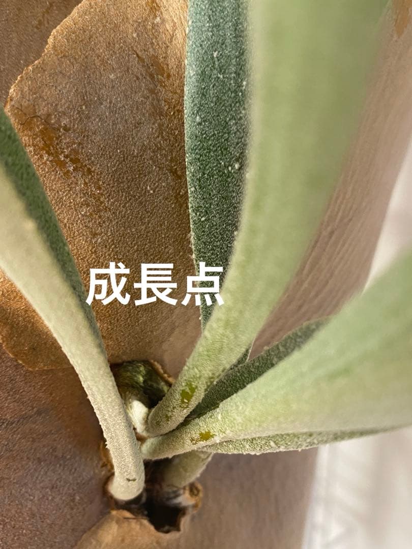 【親株販売】ビカクシダE-1 OC / P.bifur sp white/白ビフ