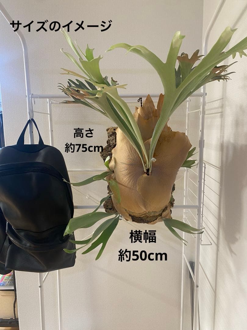 【親株販売】ビカクシダE-1 OC / P.bifur sp white/白ビフ