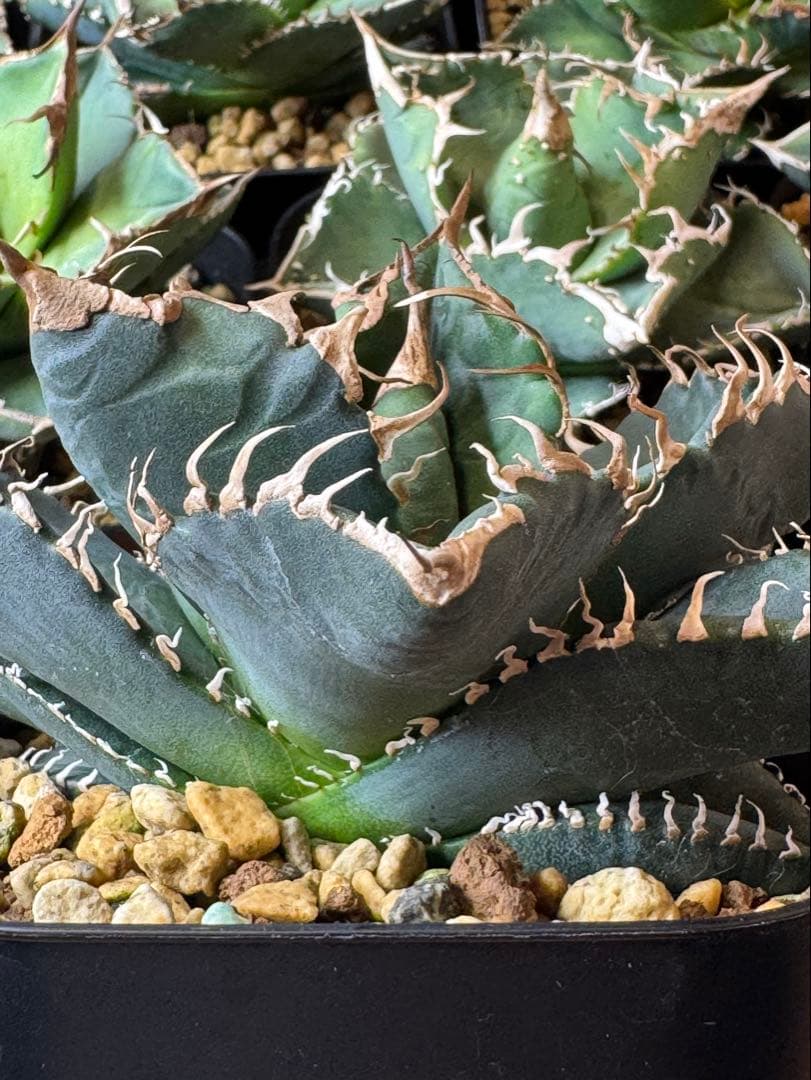 アガベ　悪魔くん