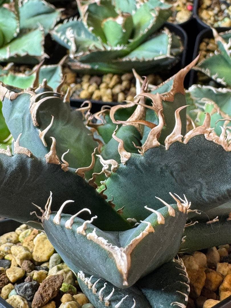 アガベ　悪魔くん