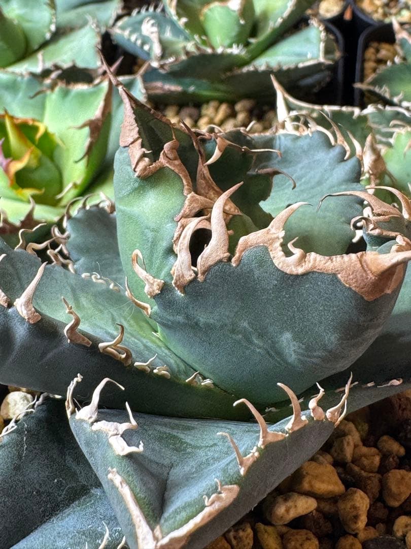 アガベ　悪魔くん