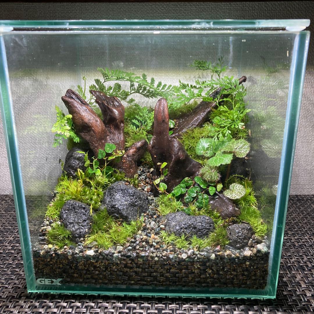 苔テラリウム　No.５２４