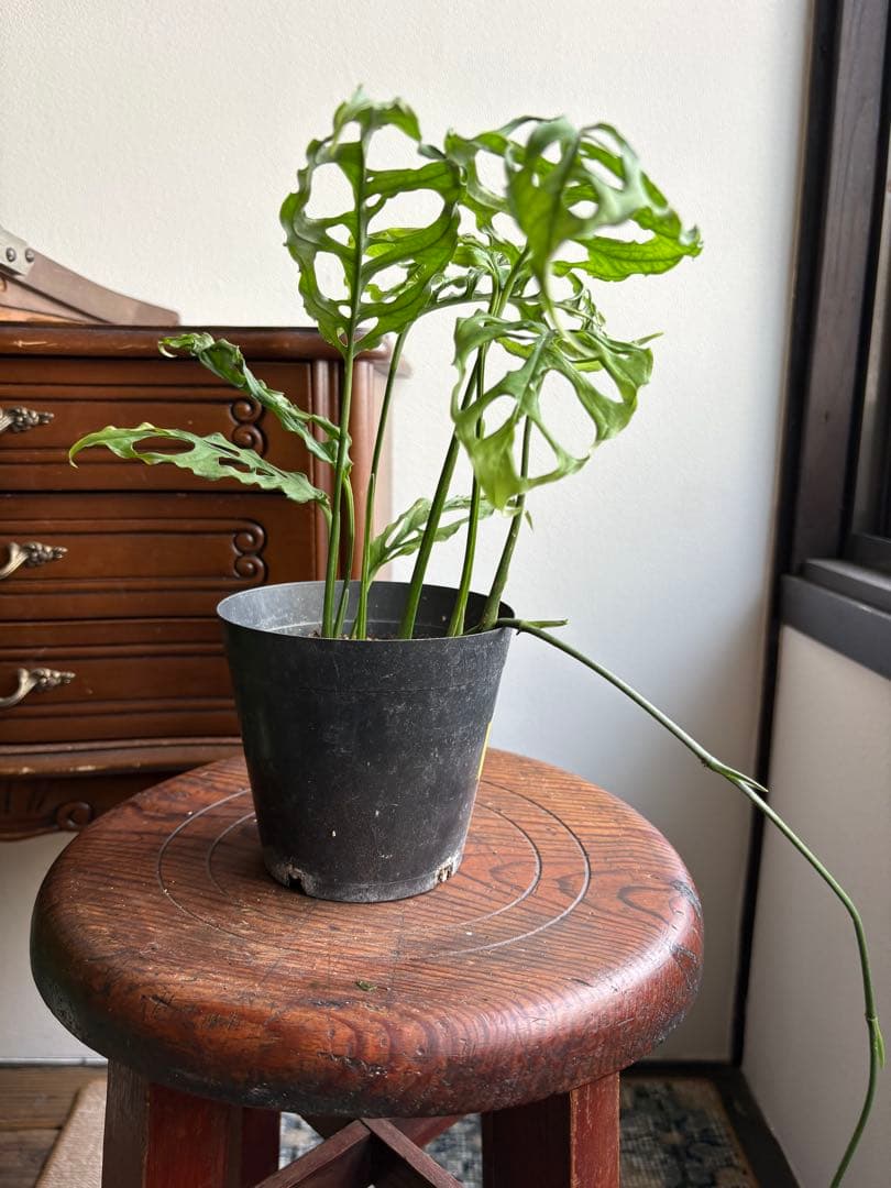 モンステラ オブリクアペルー 4号鉢 ①