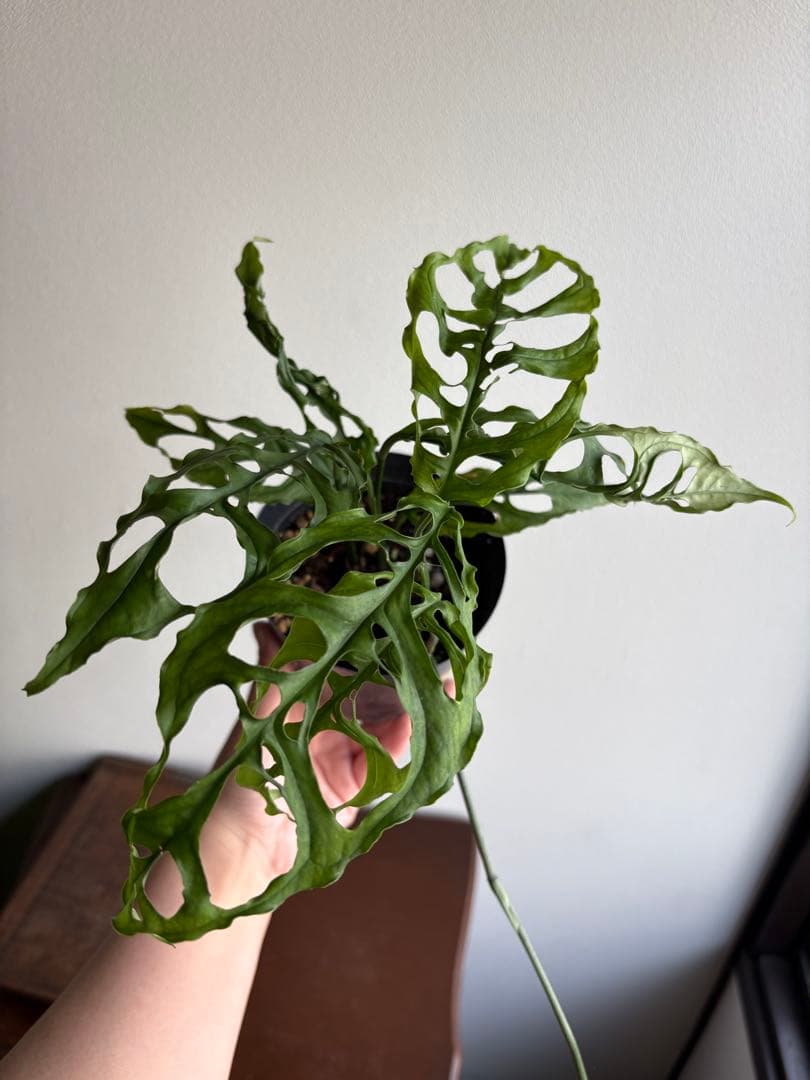 モンステラ オブリクアペルー 4号鉢 ①