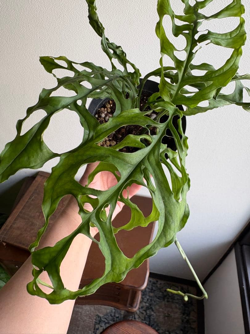 モンステラ オブリクアペルー 4号鉢 ①
