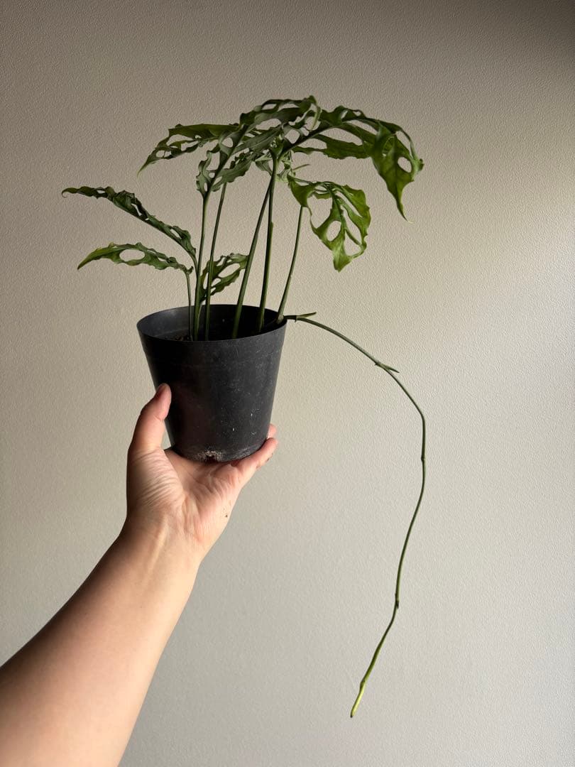 モンステラ オブリクアペルー 4号鉢 ①