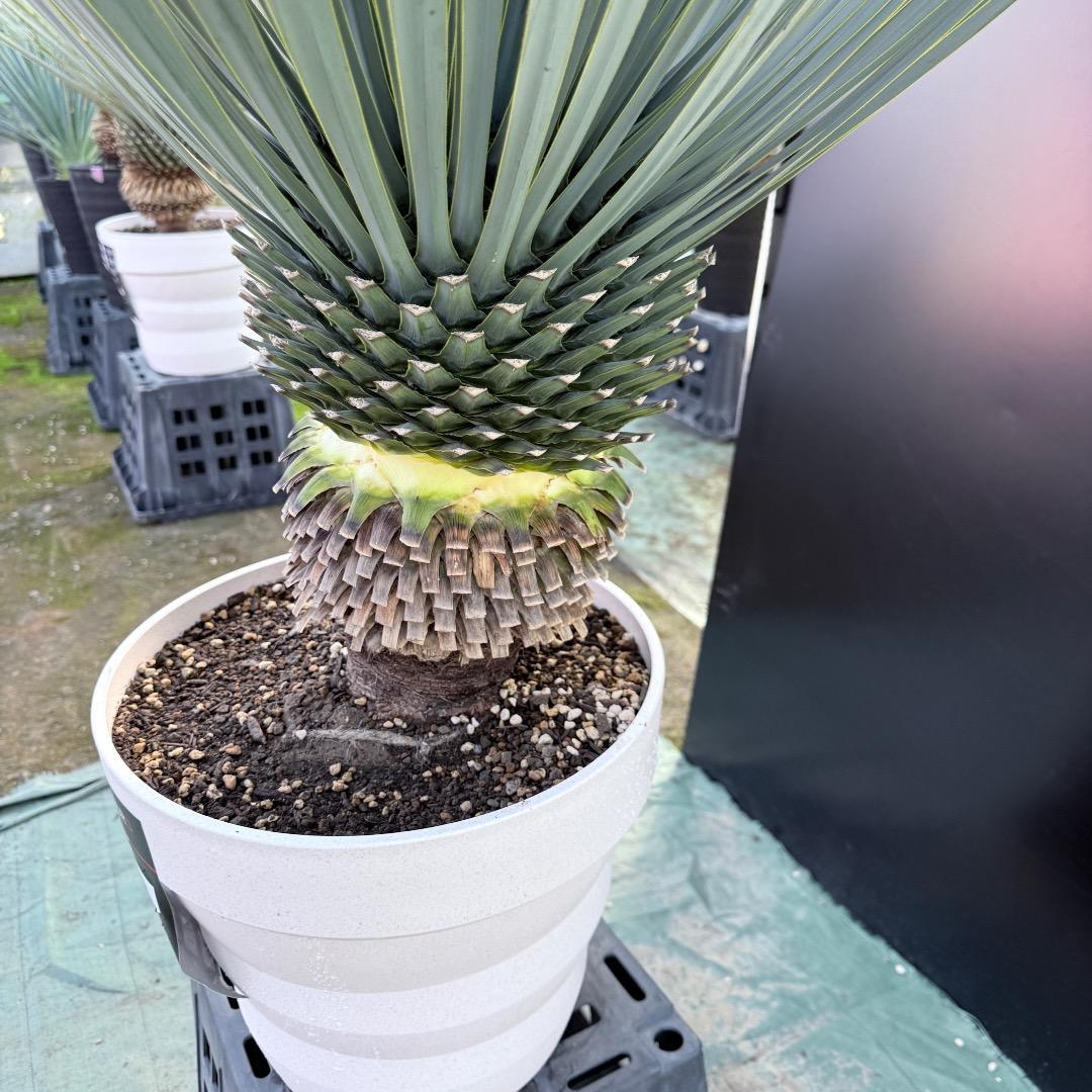 【AL1164】ユッカ　ロストラータ