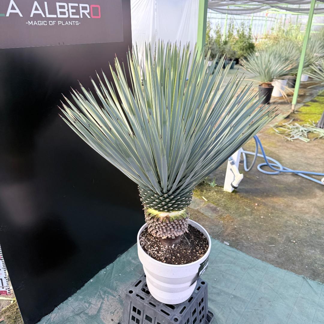 【AL1164】ユッカ　ロストラータ