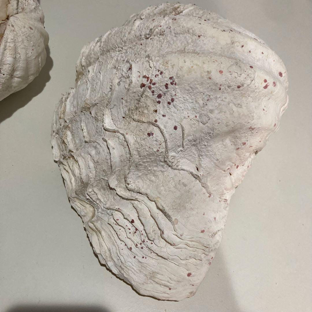 シャコ貝 オブジェ インテリア 36×20×27cm ヴィンテージ アンティーク