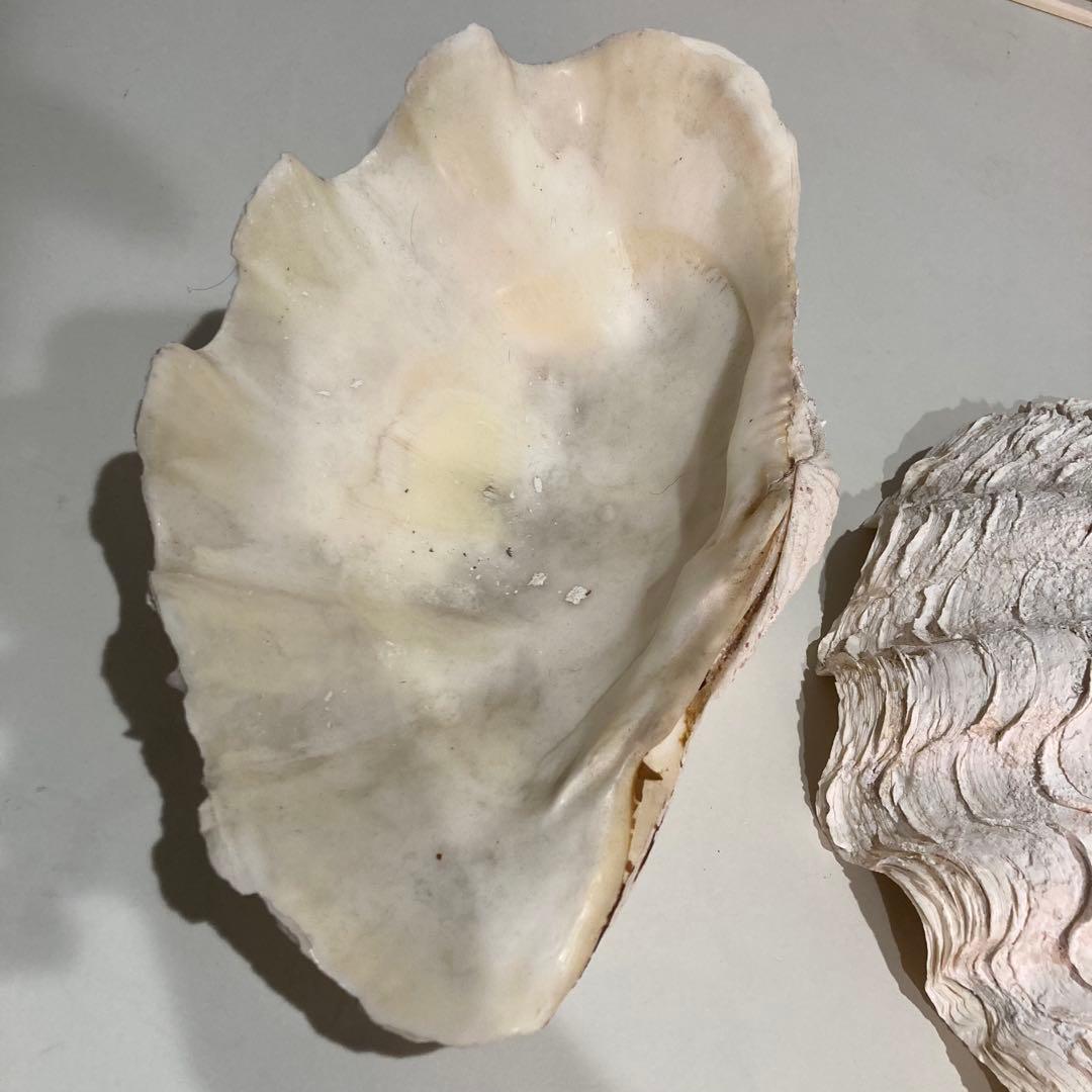 シャコ貝 オブジェ インテリア 36×20×27cm ヴィンテージ アンティーク