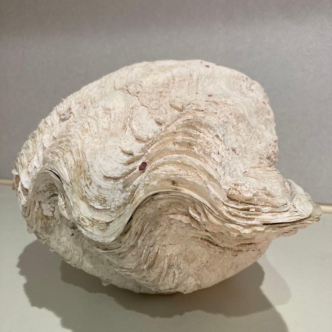 シャコ貝 オブジェ インテリア 36×20×27cm ヴィンテージ アンティーク