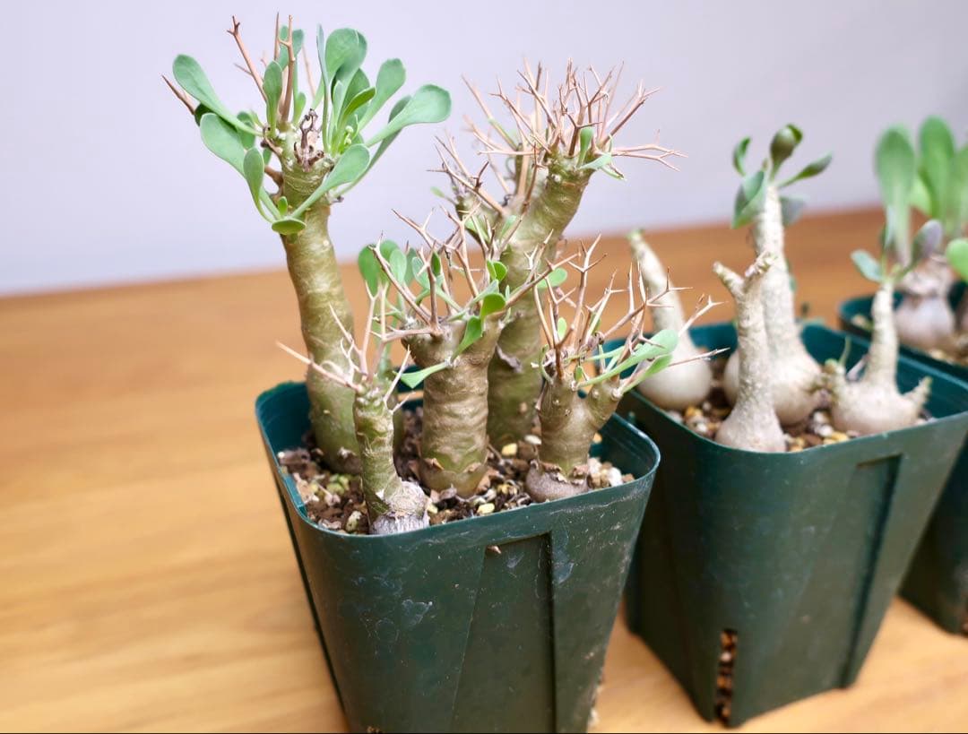 オトンナ ユーフォルビオイデス トリプリネルビア スティンコフ 14本セット