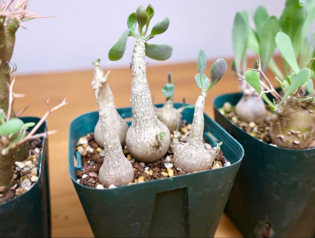 オトンナ ユーフォルビオイデス トリプリネルビア スティンコフ 14本セット