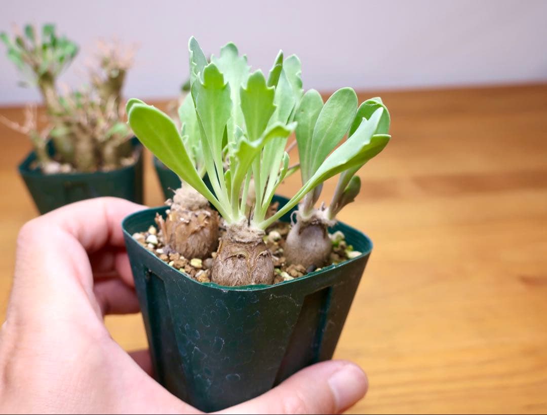 オトンナ ユーフォルビオイデス トリプリネルビア スティンコフ 14本セット