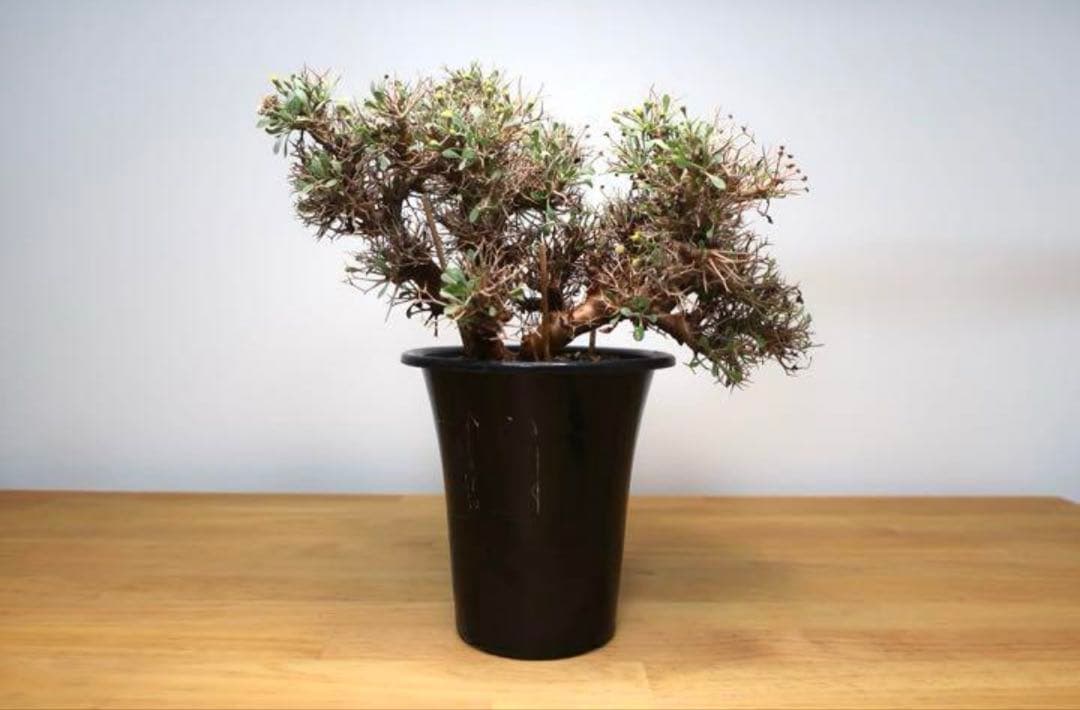 オトンナ ユーフォルビオイデス トリプリネルビア スティンコフ 14本セット