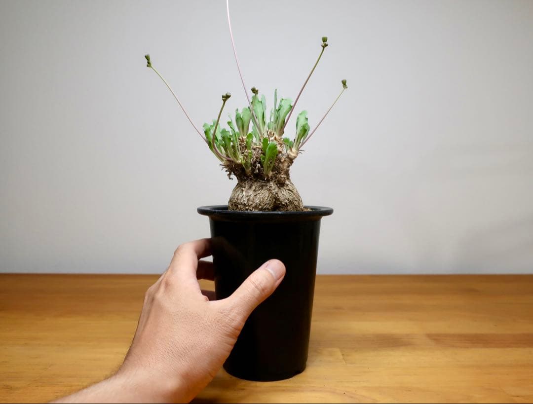 オトンナ ユーフォルビオイデス トリプリネルビア スティンコフ 14本セット