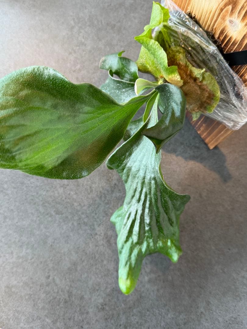 P.Hillii\"Sattahip\" サタヒップ 【選抜】