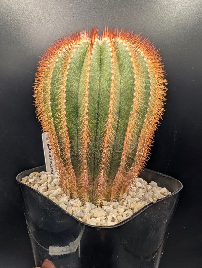 赤刺 エリオカクトイデス 開花球 実生 鉢植えメルカリ便送料込み
