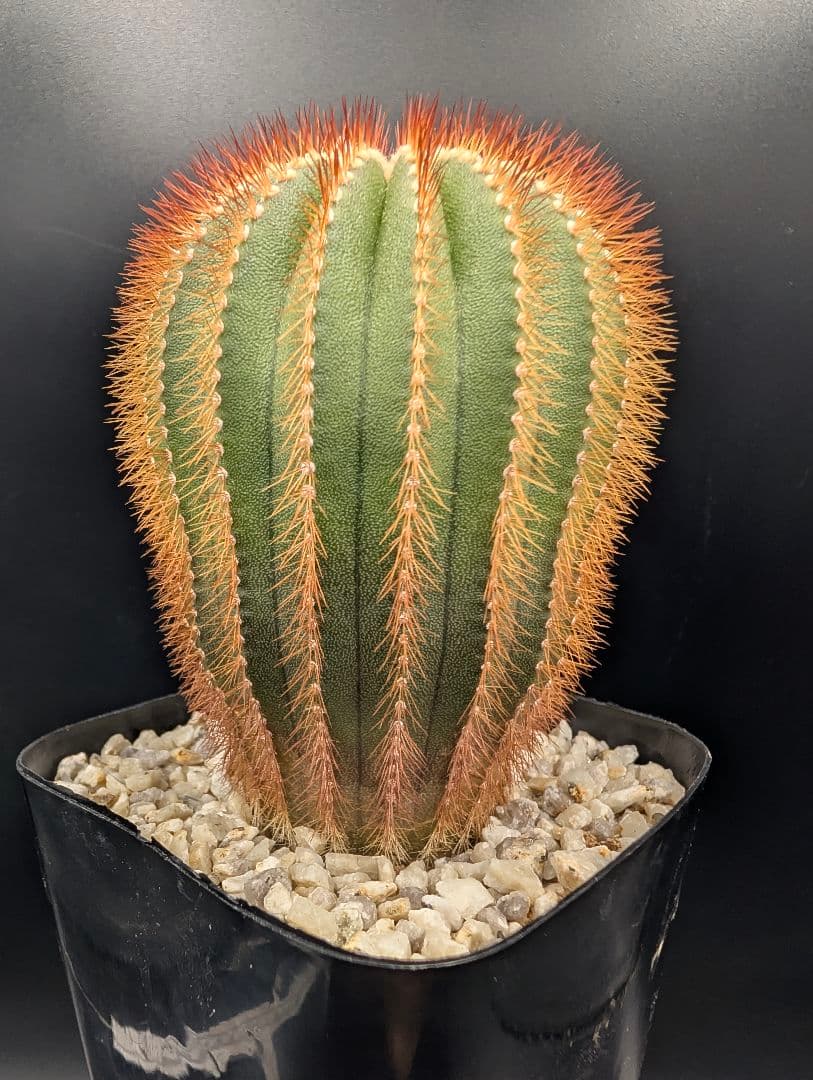 赤刺 エリオカクトイデス 開花球 実生 鉢植えメルカリ便送料込み