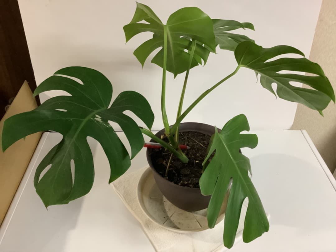 【らんた様ご提案用】特大微斑入りモンステラ（ボルシギアナ種）根上がり株【現品】