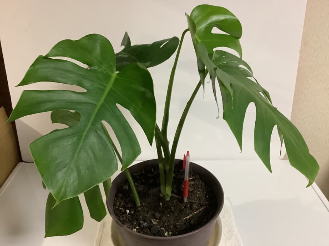 【らんた様ご提案用】特大微斑入りモンステラ（ボルシギアナ種）根上がり株【現品】