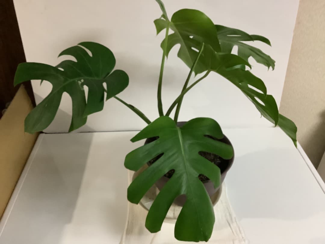 【らんた様ご提案用】特大微斑入りモンステラ（ボルシギアナ種）根上がり株【現品】