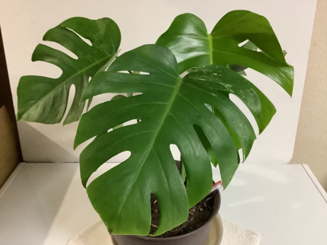 【らんた様ご提案用】特大微斑入りモンステラ（ボルシギアナ種）根上がり株【現品】