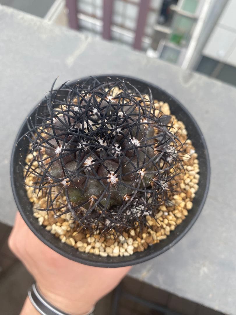 コピアポアグリセオビオラセア　栗星玉　子株9株付き　台付