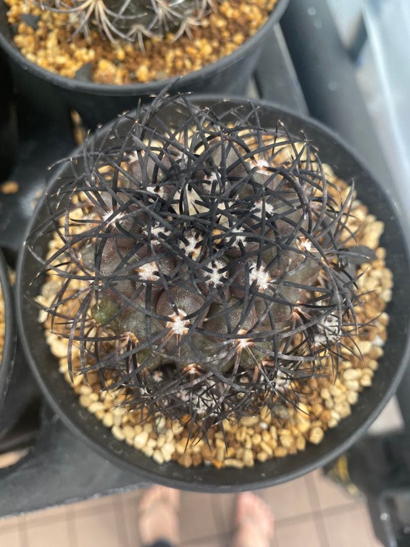 コピアポアグリセオビオラセア　栗星玉　子株9株付き　台付