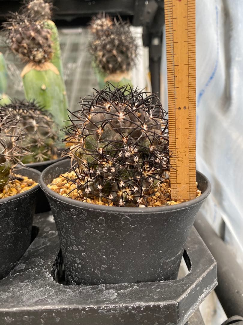 コピアポアグリセオビオラセア　栗星玉　子株9株付き　台付