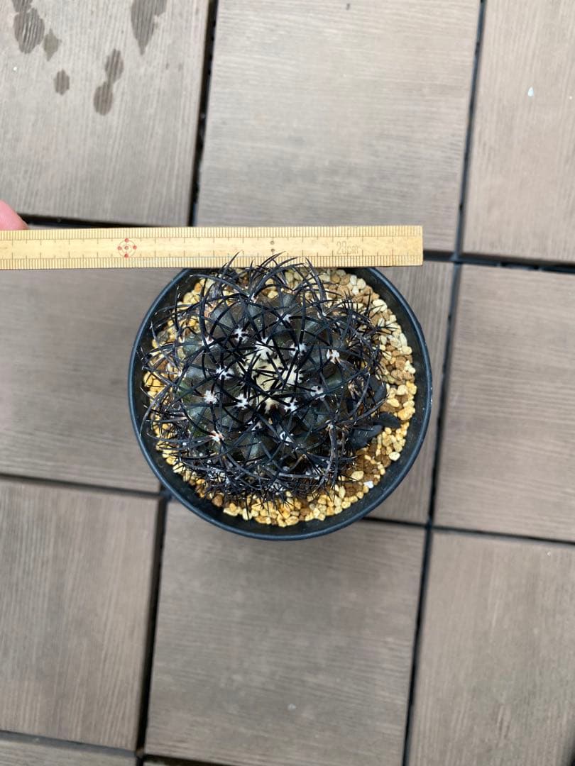 コピアポアグリセオビオラセア　栗星玉　子株9株付き　台付