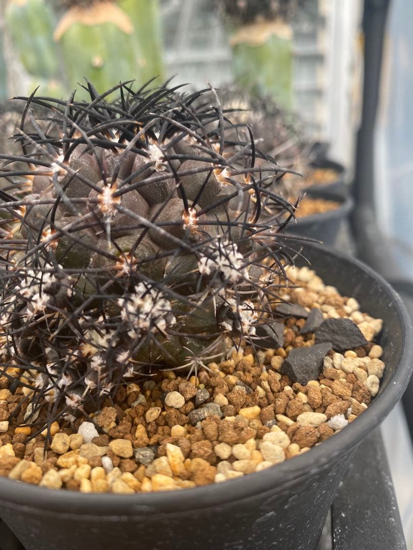 コピアポアグリセオビオラセア　栗星玉　子株9株付き　台付