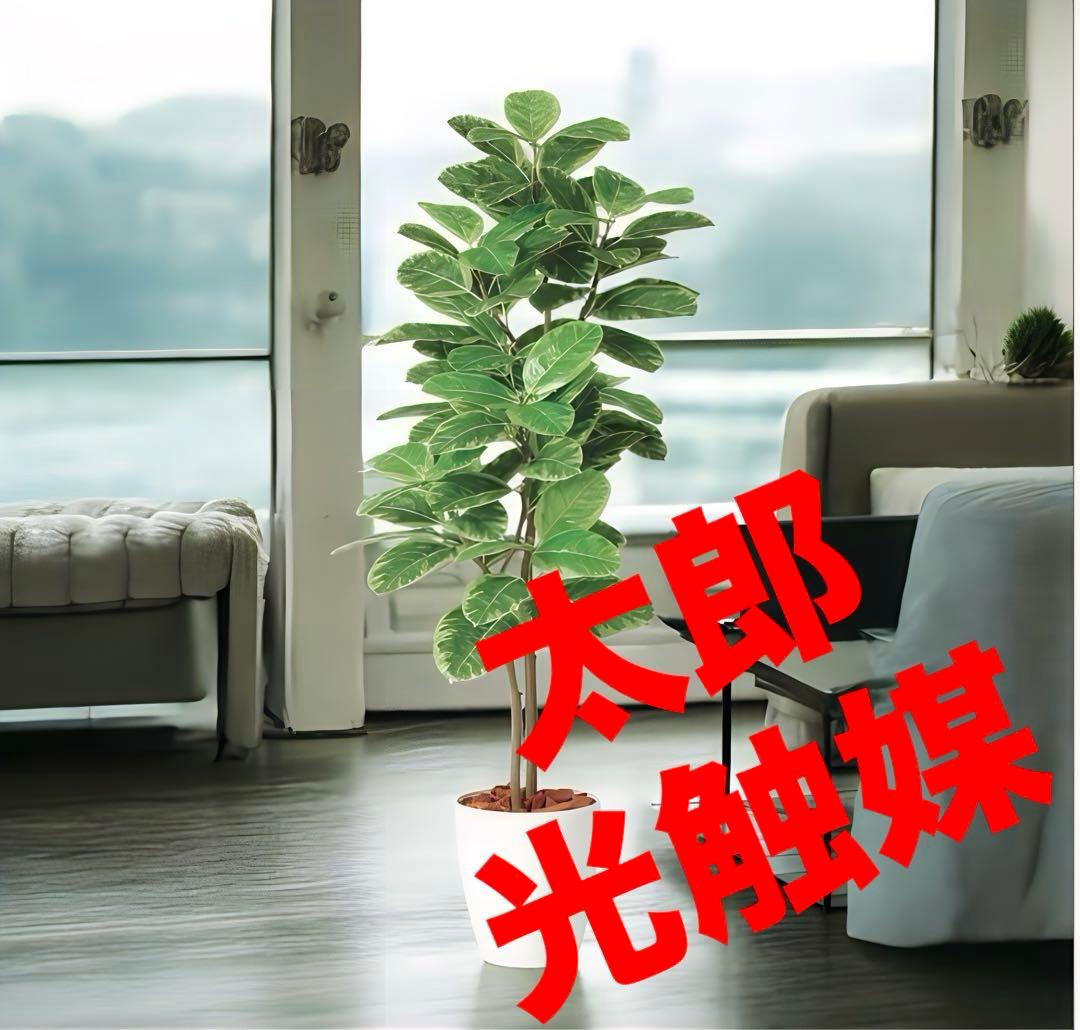 光触媒　人工観葉植物　ウォールグリーン　フェイクグリーン　アルテシマ株立FST