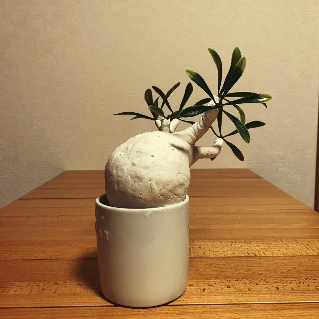 パキポディウム　グラキリス ヤマトト様　確認用ページ