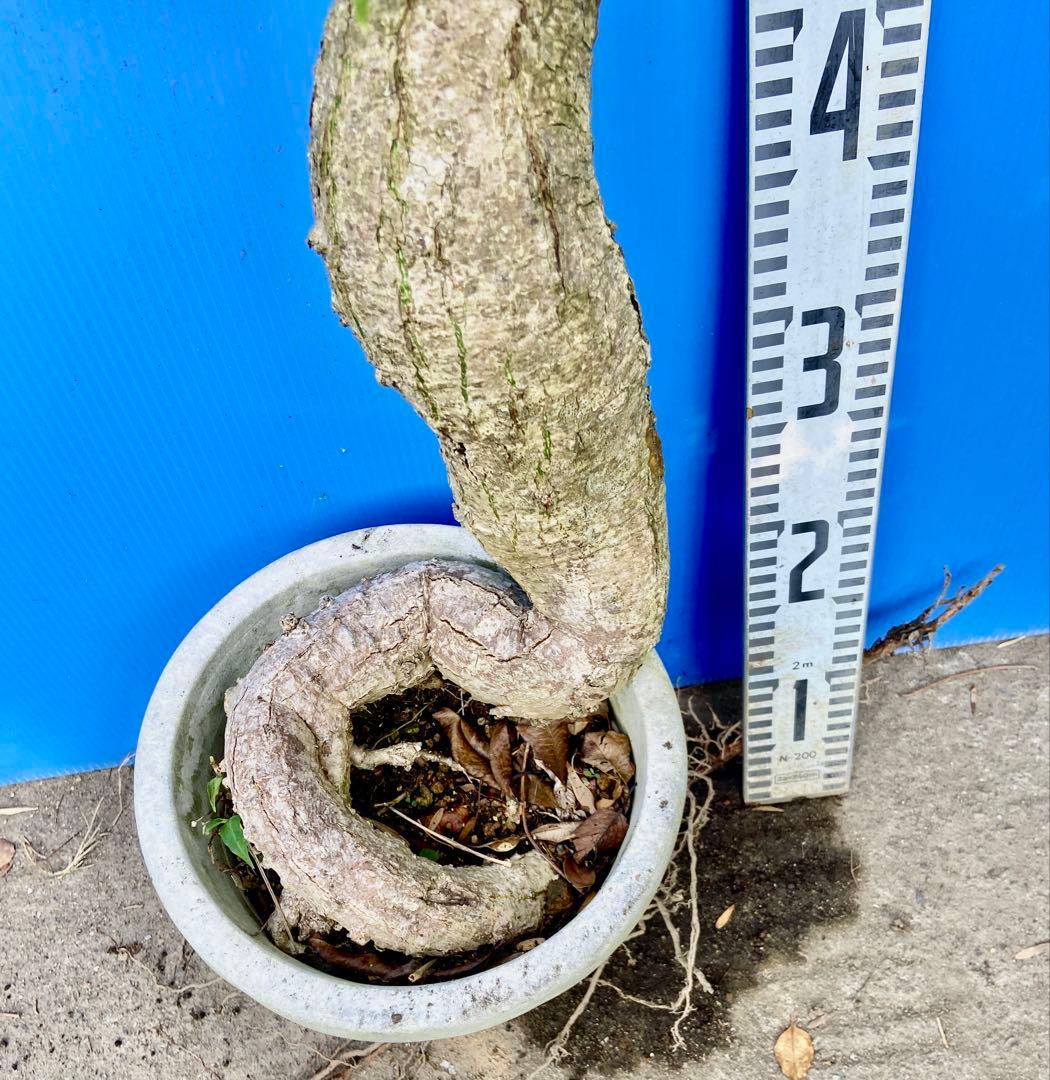 タイムサービス2千円引 トツクリキワタ　観葉植物　盆栽向け❗️