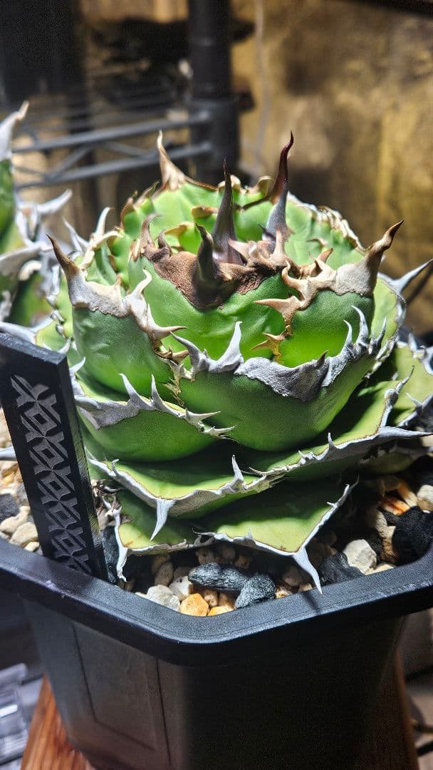 発根済 アガベ チタノタ オテロイ 現地実生