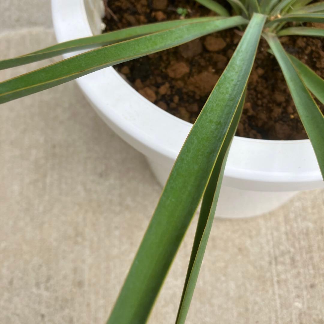 【超希少種】ユッカ・デグリナータ #25106