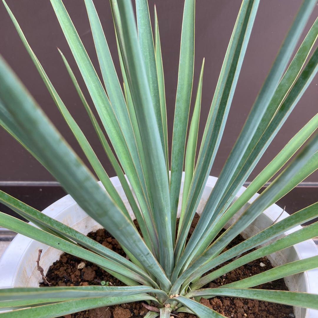 【超希少種】ユッカ・デグリナータ #25106