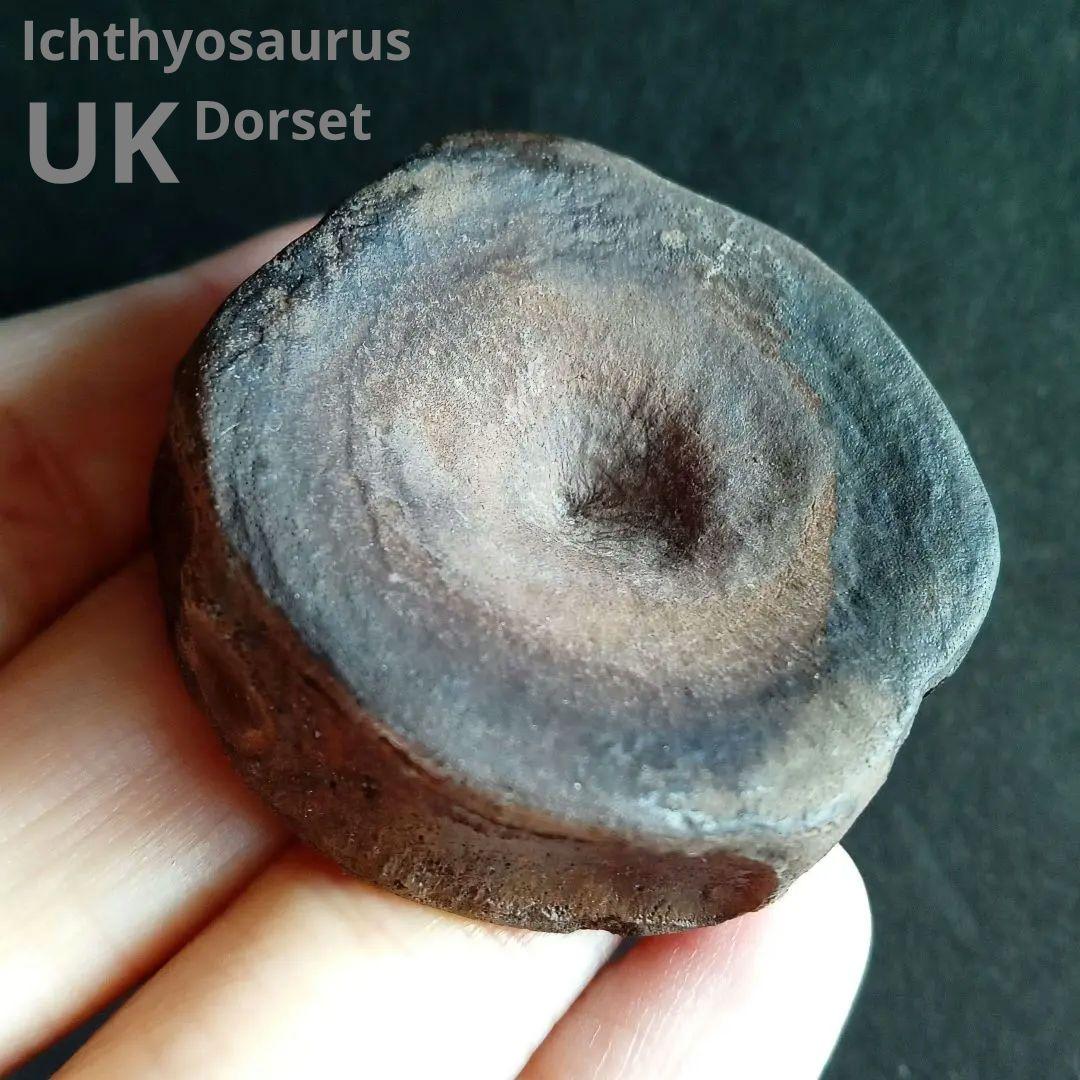 ジュラ紀　魚竜　イクチオサウルス　椎骨化石　大型特大　希少標本　英国産