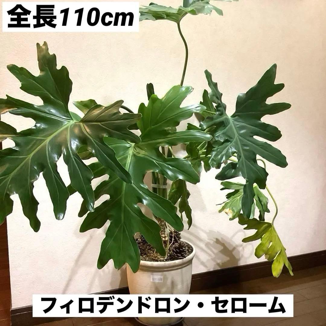【観葉植物】フィロデンドロン・セローム 大きな葉 全長約110cm ぬき苗