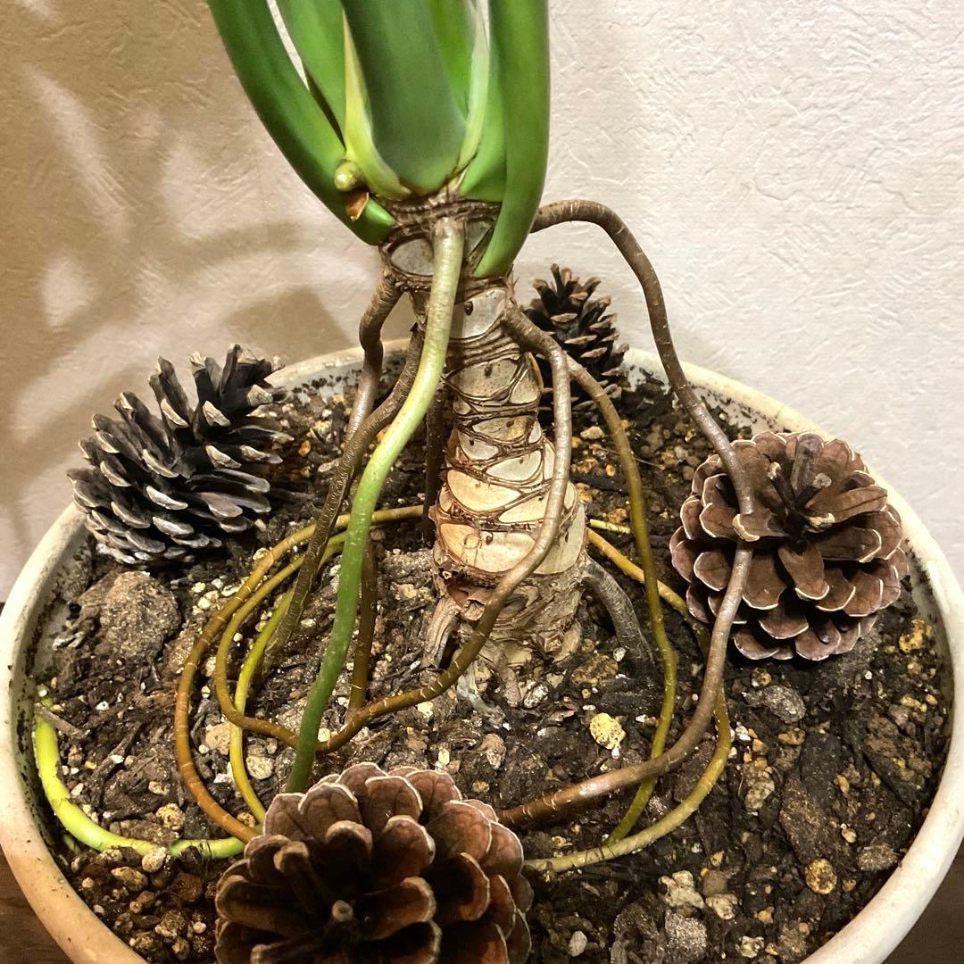 【観葉植物】フィロデンドロン・セローム 大きな葉 全長約110cm ぬき苗