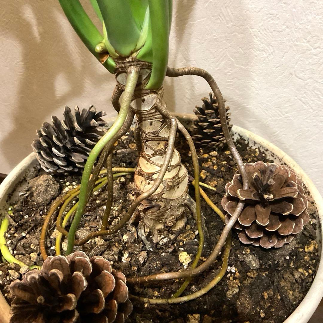 【観葉植物】フィロデンドロン・セローム 大きな葉 全長約110cm ぬき苗