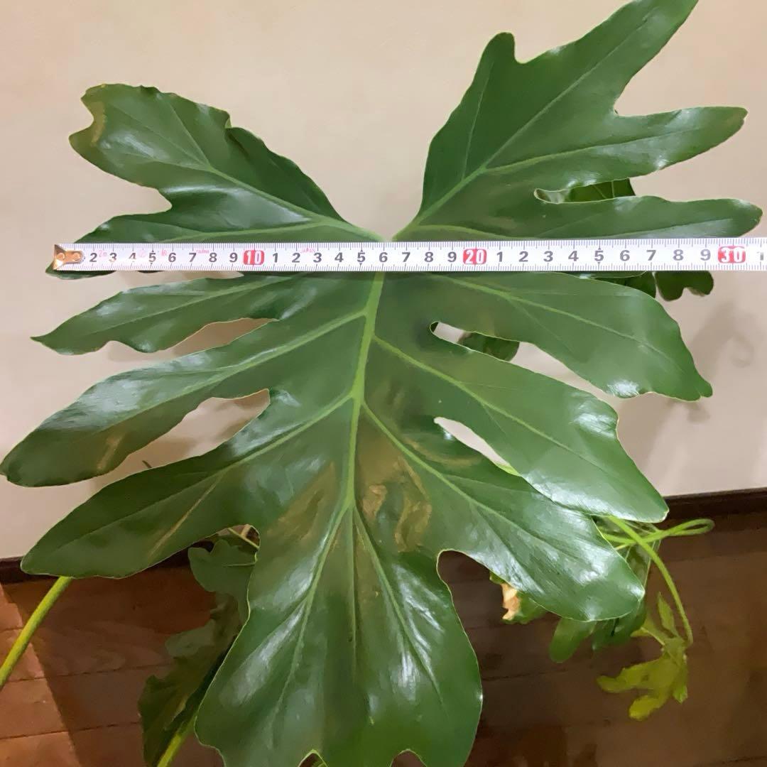 【観葉植物】フィロデンドロン・セローム 大きな葉 全長約110cm ぬき苗